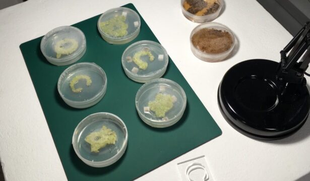 Creating knowledge through collaboration at the interface of art and science